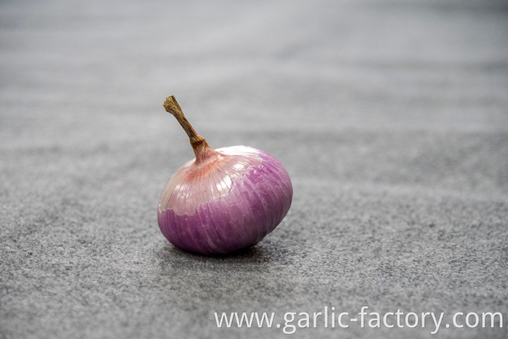 Fresh market prices red onion for importers